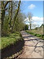 Road through Graig Wood