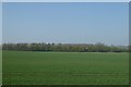SE5547 : Over farmland towards the A64 by DS Pugh