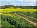 Ripening oilseed rape