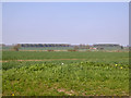 View north from road near Moat Farm