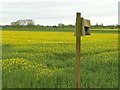SE5738 : Nesting box in a field of oil seed rape by Graham Hogg
