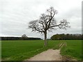 SE5841 : Winter tree beside a bridleway by Graham Hogg