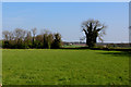 Pasture beside Potterton Lane