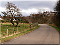 The Road into Nethy Bridge from Broomhill