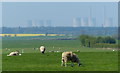 Sheep at Willingham by Stow