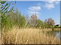 SP8935 : Reedbed on the edge of Caldecotte Lake by Steve Daniels