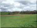 Grazing off the B816, Bonnybridge