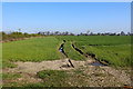 Field beside Skeltons Lane on Whinmoor