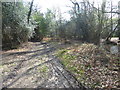 A woodland track on Ashdown Forest