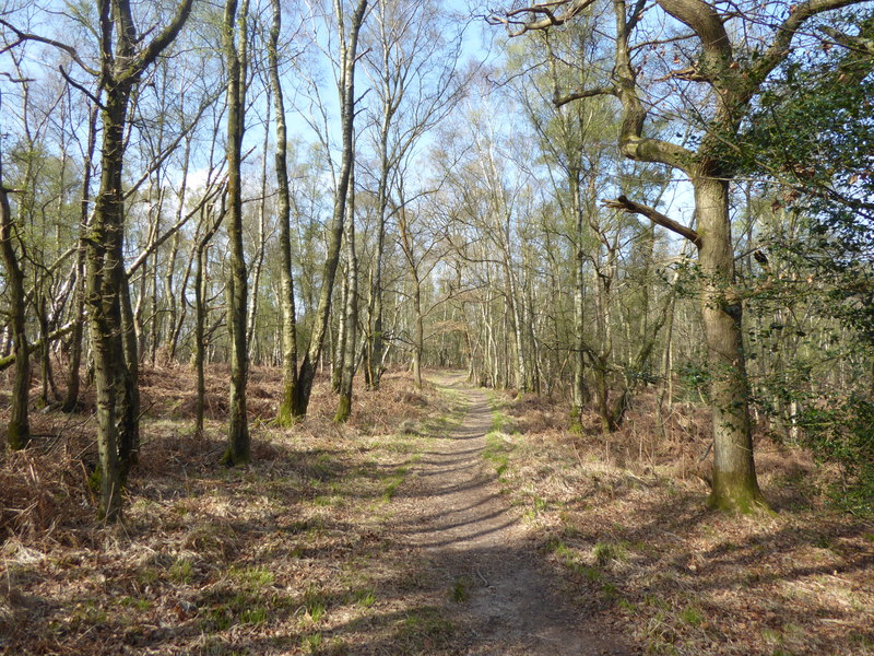 Path Through Woodland, Ashdown Forest © Marathon :: Geograph Britain 