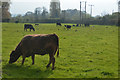 Axbridge : Grassy Field & Cattle