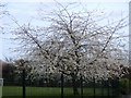 Hucknall Road blossom 