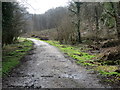 Track into Erlestoke Park Wood