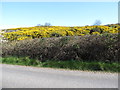 Whin covered hill slopes above the Leitrim Road