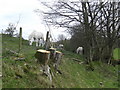 White horses at Tai Teg