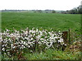 H3385 : Blossoms along Kilstrule Road by Kenneth  Allen