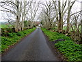 Tree-lined road, Kilstrule