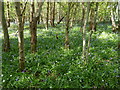 Surrey woodland with bluebells