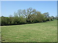 Grassland towards woodland