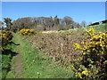 Boundary footpath of the Castlewellan Demesne