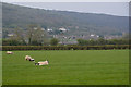 Sedgemoor : Grassy Field