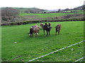 Young cattle at a farm south-west of Derwen