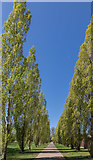 TQ2995 : Avenue of Poplar Trees, Oakwood Park, London N14 by Christine Matthews