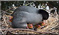 Coot Family, New River Loop, Enfield