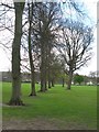 Avenue of Trees, South Inch, Perth