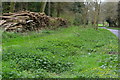 Log pile by Hawthorn Plantation