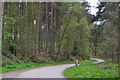 Path into Bourne Wood