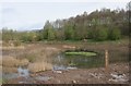 Marshy area, Cleddans Burn