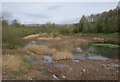 Marshy area, Cleddans Burn