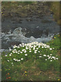 SD5388 : Wood anemones, Saint Sunday's Beck by Karl and Ali