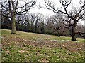 Wood pasture in St Helen