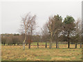 SJ7581 : Another herd of deer in Tatton Park by Stephen Craven