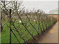 SJ7481 : Trained apple trees at Tatton Hall by Stephen Craven