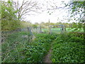 Enclosed bridleway from Standon Lane reaches gate into field