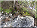 Quartz intrusions in slate under pine forest at Clogwyn Brith