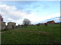 Horses grazing near St Mary