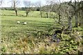 Stream at edge of the pasture