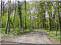 Track through Green Quarry Plantation