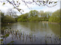 Pond, Chelynch