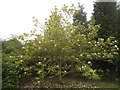 Magnolia tree in Thames Ditton Cemetery