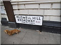 Road name and dachshund on Muswell Hill Broadway