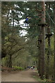 SJ5570 : Go Ape in Delamere Forest by Mike Pennington