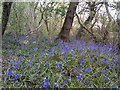 April 2017 Bluebells