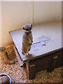SO8296 : Meerkat View by Gordon Griffiths