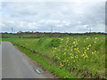 Lane bank with cowslips