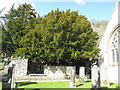 Fortingall Yew